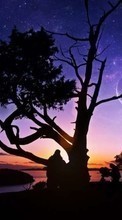 Landschaft,Bäume,Sunset für LG Nexus 5 D821