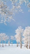 Lade kostenlos 540x960 Hintergrundbilder Landschaft,Winterreifen,Bäume für Handy oder Tablet herunter.