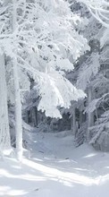 Lade kostenlos Hintergrundbilder Bäume,Landschaft,Winterreifen für Handy oder Tablet herunter.
