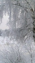 Landschaft,Winterreifen,Bäume für Huawei Mate 40 Pro