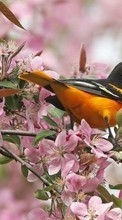 Lade kostenlos Hintergrundbilder Tiere,Pflanzen,Vögel für Handy oder Tablet herunter.