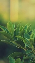 Pflanzen,Bäume für HTC Explorer