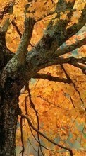 Pflanzen,Bäume,Herbst für Sony Xperia ZL