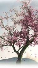 Lade kostenlos Hintergrundbilder Bäume,Pflanzen,Sakura für Handy oder Tablet herunter.