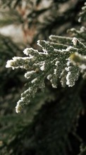 Lade kostenlos Hintergrundbilder Winterreifen,Bäume,Pflanzen für Handy oder Tablet herunter.