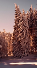 Lade kostenlos Hintergrundbilder Bäume, Schnee, Winterreifen, Natur für Handy oder Tablet herunter.
