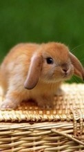 Tiere,Kaninchen für Sony Ericsson Xperia Arc S