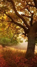 Lade kostenlos Hintergrundbilder Landschaft,Roads,Herbst,Blätter für Handy oder Tablet herunter.