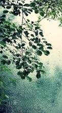 Lade kostenlos Hintergrundbilder Regen,Blätter,Landschaft für Handy oder Tablet herunter.
