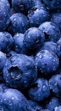 Lade kostenlos 1024x600 Hintergrundbilder Pflanzen,Lebensmittel,Hintergrund,Blueberry,Berries für Handy oder Tablet herunter.