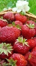 Lade kostenlos Hintergrundbilder Pflanzen,Obst,Lebensmittel,Erdbeere,Berries für Handy oder Tablet herunter.