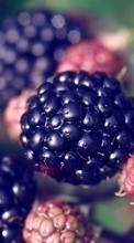 Lade kostenlos Hintergrundbilder Lebensmittel,Berries,Blackberry,Obst für Handy oder Tablet herunter.