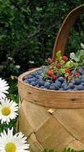 Lebensmittel,Berries für Samsung Galaxy S2 Plus