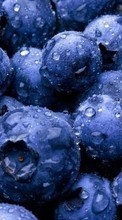 Lebensmittel,Berries für Samsung Galaxy Pocket Neo