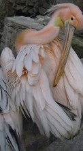 Lade kostenlos Hintergrundbilder Pelikane,Tiere,Vögel für Handy oder Tablet herunter.