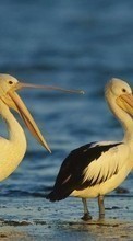 Lade kostenlos Hintergrundbilder Pelikane,Vögel,Tiere für Handy oder Tablet herunter.