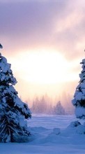 Lade kostenlos Hintergrundbilder Landschaft,Winterreifen,Sunset,Schnee,Tannenbaum für Handy oder Tablet herunter.