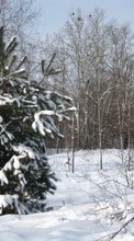 Landschaft,Winterreifen,Schnee,Tannenbaum