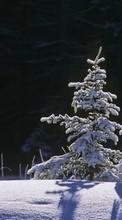 Lade kostenlos Hintergrundbilder Tannenbaum,Landschaft,Winterreifen,Schnee für Handy oder Tablet herunter.