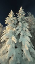 Lade kostenlos Hintergrundbilder Tannenbaum,Landschaft,Winterreifen für Handy oder Tablet herunter.