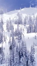 Landschaft,Winterreifen,Tannenbaum für Sony Xperia T LT30i