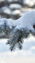 Lade kostenlos Hintergrundbilder Tannenbaum,Pflanzen,Schnee für Handy oder Tablet herunter.