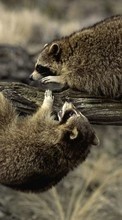 Lade kostenlos Hintergrundbilder Waschbären,Tiere für Handy oder Tablet herunter.