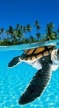 Lade kostenlos Hintergrundbilder Tiere,Turtles,Sea,Strand,Palms für Handy oder Tablet herunter.