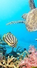 Lade kostenlos Hintergrundbilder Tiere,Turtles,Sea,Fische für Handy oder Tablet herunter.
