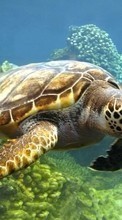 Lade kostenlos Hintergrundbilder Sea,Tiere,Turtles für Handy oder Tablet herunter.