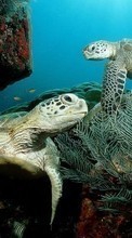 Lade kostenlos Hintergrundbilder Tiere,Turtles,Sea für Handy oder Tablet herunter.