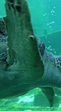 Lade kostenlos 800x480 Hintergrundbilder Tiere,Turtles,Sea für Handy oder Tablet herunter.