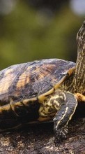Lade kostenlos Hintergrundbilder Tiere,Turtles für Handy oder Tablet herunter.