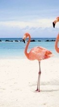 Lade kostenlos Hintergrundbilder Tiere,Vögel,Sky,Sea,Strand,Flamingo für Handy oder Tablet herunter.