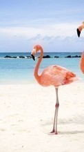 Lade kostenlos Hintergrundbilder Tiere,Vögel,Sea,Strand,Flamingo für Handy oder Tablet herunter.