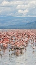 Lade kostenlos Hintergrundbilder Tiere,Landschaft,Wasser,Flamingo für Handy oder Tablet herunter.