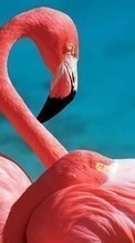 Lade kostenlos Hintergrundbilder Tiere,Vögel,Flamingo für Handy oder Tablet herunter.