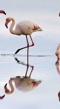Lade kostenlos Hintergrundbilder Tiere,Vögel,Flamingo für Handy oder Tablet herunter.