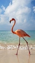 Lade kostenlos Hintergrundbilder Flamingo,Vögel,Tiere für Handy oder Tablet herunter.