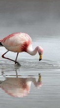 Lade kostenlos Hintergrundbilder Flamingo,Vögel,Tiere für Handy oder Tablet herunter.