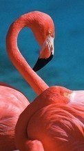 Lade kostenlos 320x240 Hintergrundbilder Tiere,Vögel,Flamingo für Handy oder Tablet herunter.