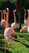 Lade kostenlos 240x320 Hintergrundbilder Tiere,Vögel,Flamingo für Handy oder Tablet herunter.
