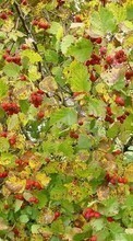 Lade kostenlos Hintergrundbilder Pflanzen,Hintergrund,Berries für Handy oder Tablet herunter.