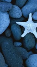 Hintergrund,Stones,Starfish für Samsung Galaxy S