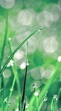 Lade kostenlos Hintergrundbilder Pflanzen,Grass,Hintergrund,Drops für Handy oder Tablet herunter.