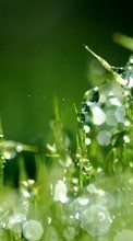 Lade kostenlos Hintergrundbilder Grass,Hintergrund,Drops,Pflanzen für Handy oder Tablet herunter.