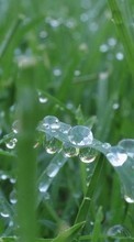Hintergrund,Drops,Grass