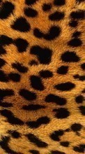 Lade kostenlos Hintergrundbilder Hintergrund,Leopards für Handy oder Tablet herunter.