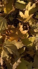 Hintergrund,Blätter für LG Venus VX8800