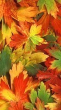Hintergrund,Herbst,Blätter für Samsung Star 2 S5260 